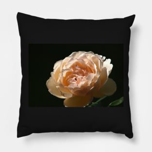 Garden cream rose blossoming, night flower photography Pillow