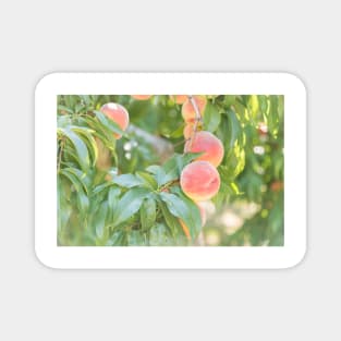 Ripe Summer Peaches in an Okanagan Orchard Magnet