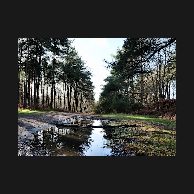 Reflection in Swinley Forest by fantastic-designs