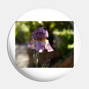 Iris in the Garden - Magpie Springs - Adelaide Hills Wine Region - Fleurieu Peninsula - South Australia Pin