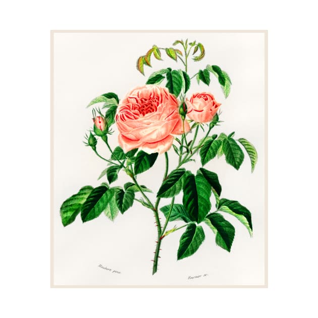 Cabbage Rose by WAITE-SMITH VINTAGE ART