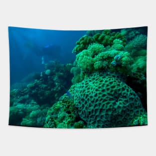 Red Sea Coral Reef Tapestry