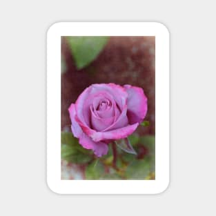 Rose 315 Magnet