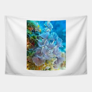 Social Feather Duster Anemone on Coral Reef Tapestry