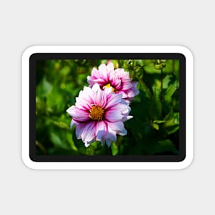 Large White Daisy Flower Magnet