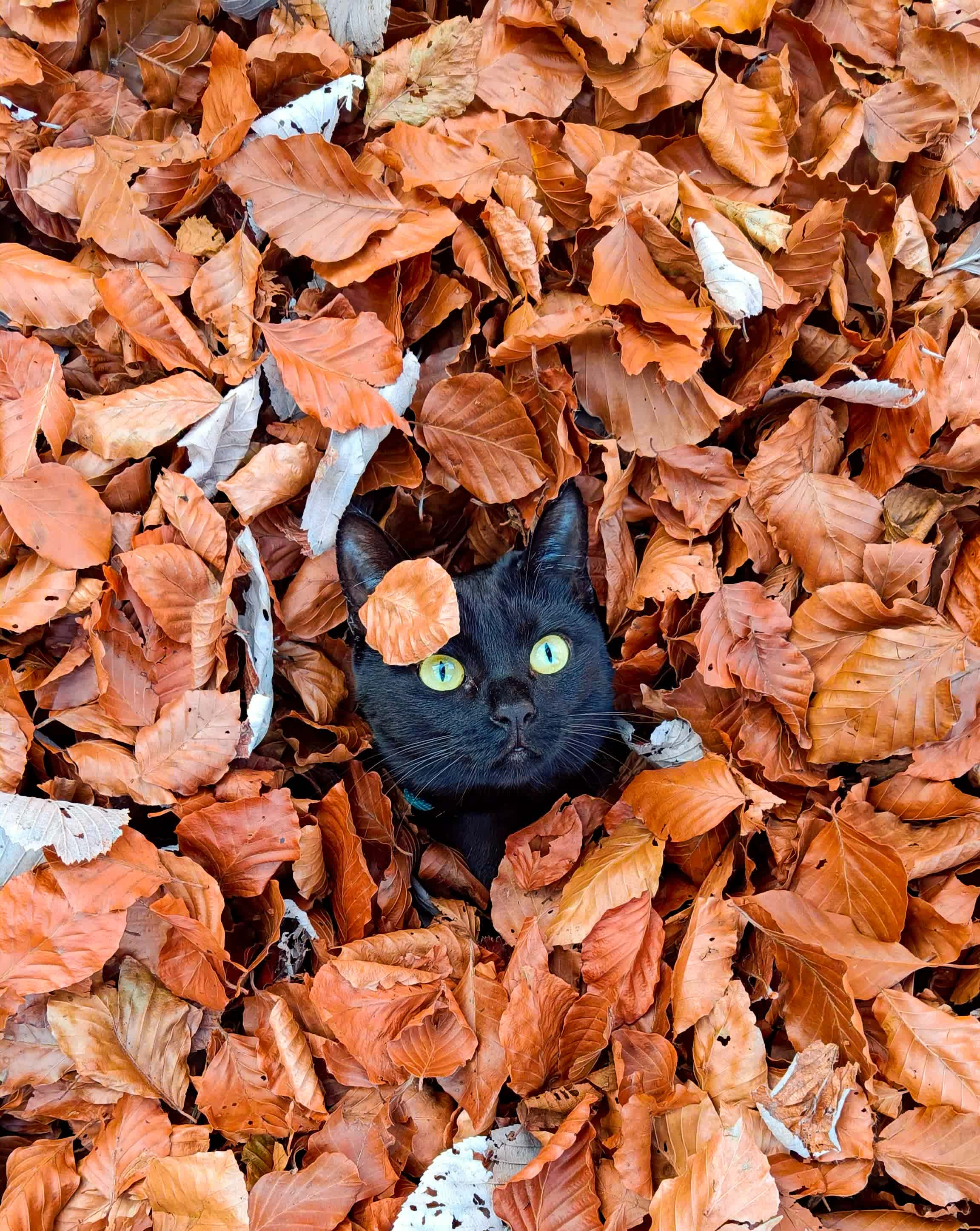 Luna Adventure Cat profile image