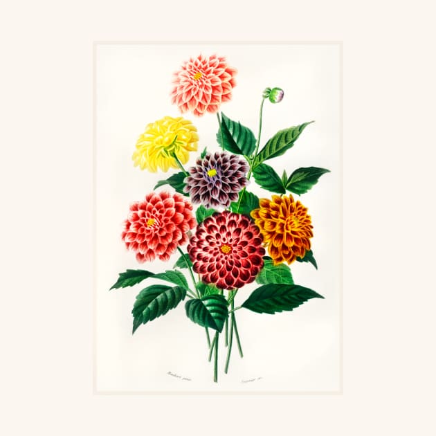 Dahlia by WAITE-SMITH VINTAGE ART