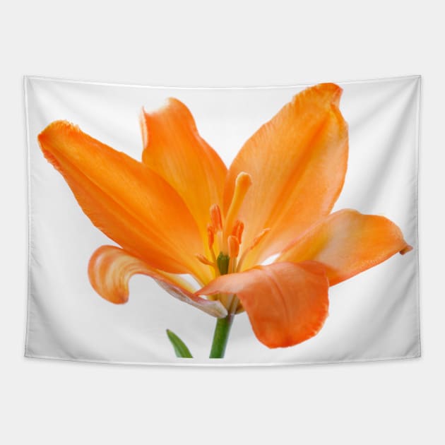 Lilium  'Stainless Steel'  Asiatic lily Tapestry by chrisburrows