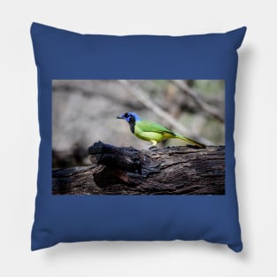 South Texas Green Jay Pillow