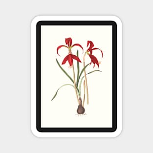 Aztec lilies - Sprekelia formosissima  - botanical illustration Magnet