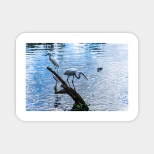 Great white egret and a Snowy egret Magnet