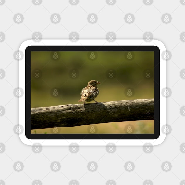 Single little bird on a fence, animal photography Magnet by KINKDesign