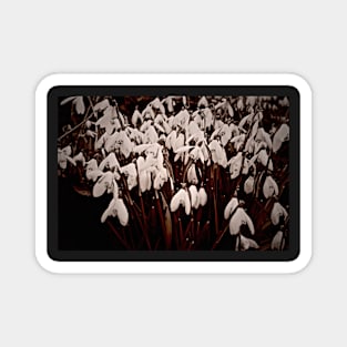 SNOWDON SNOW LILIES Magnet