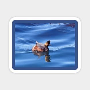 Wild birds, wildlife, nature, Spectacular Grebe, grebes Magnet