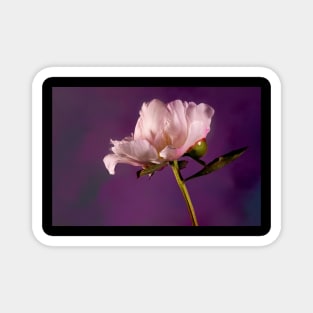 Purple Peony Magnet