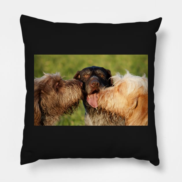 Spinone Kisses Pillow by heidiannemorris