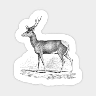 Deer Black and White Illustration Magnet