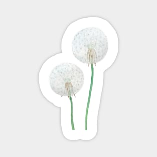 white dandelion painting Magnet