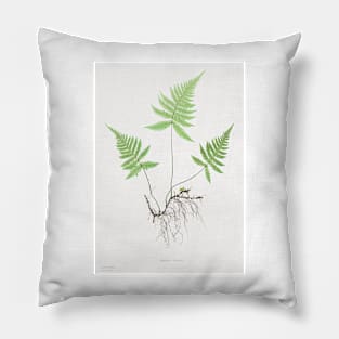 Northern beech fern - Botanical Illustration Pillow