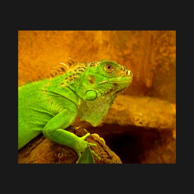 Green iguana by Guardi