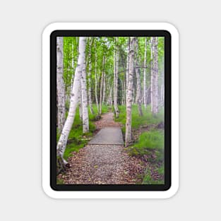 Path through birch forest Magnet