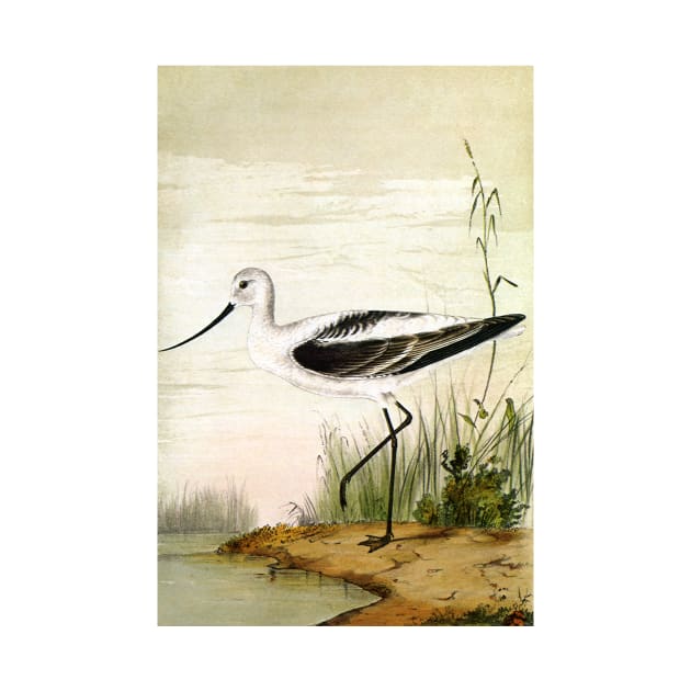 Vintage Avocet by MasterpieceCafe