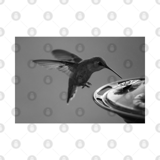 Hummingbird at Feeder Black and White 2 or 3 by ButterflyInTheAttic