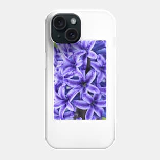 Hyacinthus orientalis  &#39;Blue Jacket&#39;   AGM  Hyacinth Phone Case