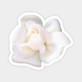 White Sugar Moon Rose Close-up Magnet