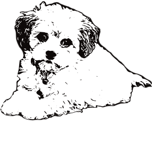 Maltipoo Dad Magnet