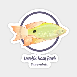 Longtail Rosy Barb Magnet