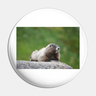 Hoary marmot (Marmota caligata) Pin