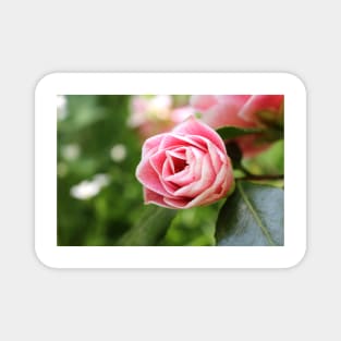 Pink Striped Rose Magnet