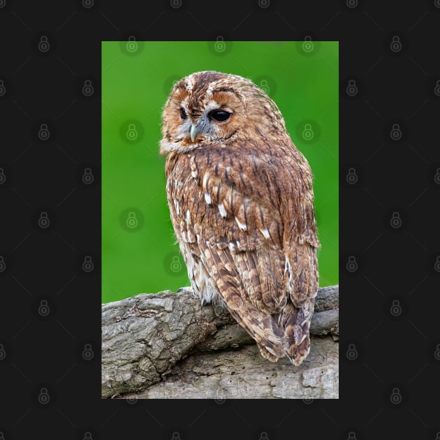 Tawny Owl by MartynUK