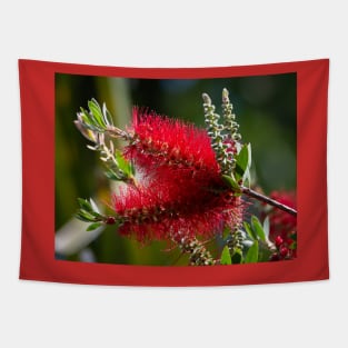 Scarlet Red BottleBrush Blooms Tapestry