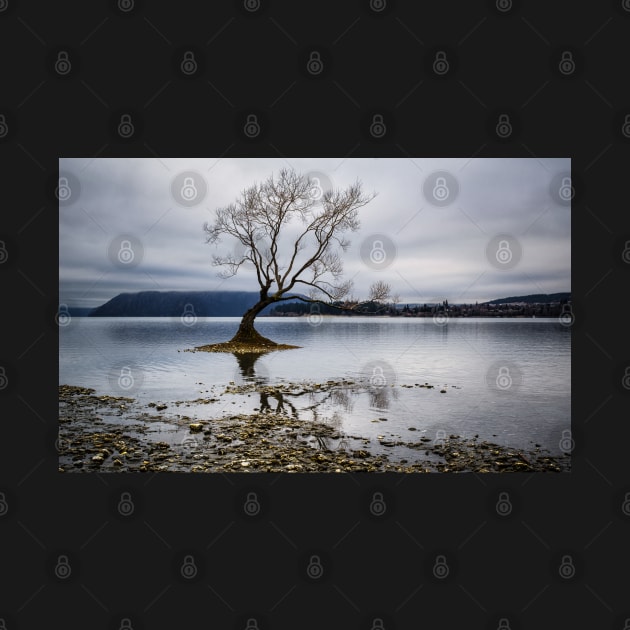 Lone tree stands in Lake Wanaka, New Zealand by blacksands