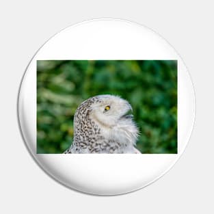 Head of snowy owl Pin