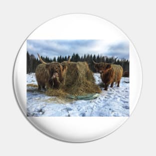 Scottish Highland Cattle Cows 2161 Pin