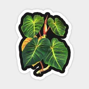 Philodendron verrucosum botanical illustration Magnet