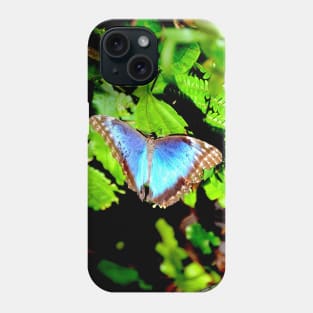 Morphofalter Schmetterling / Swiss Artwork Photography Phone Case