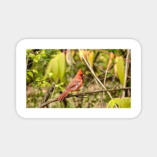 A resting male cardinal Magnet