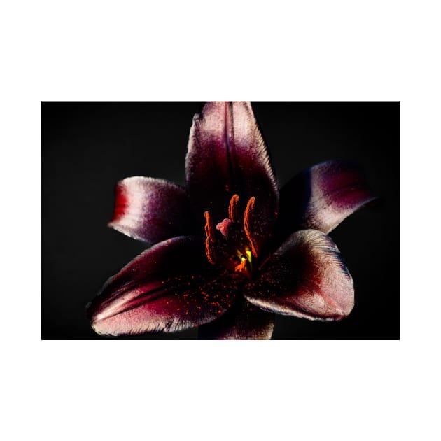 Black Lily on Black by blossomcophoto