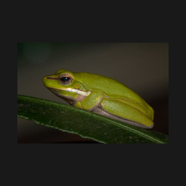 Tree Frog by Geoff79