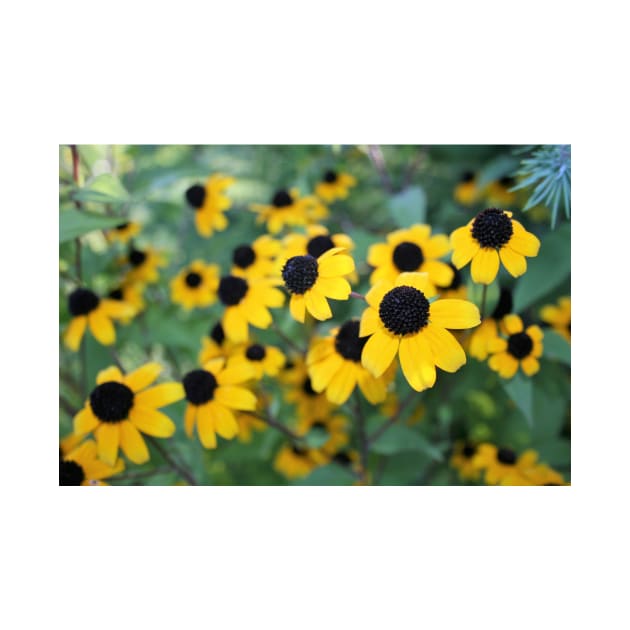 Black-eyed Susan by Rob Johnson Photography