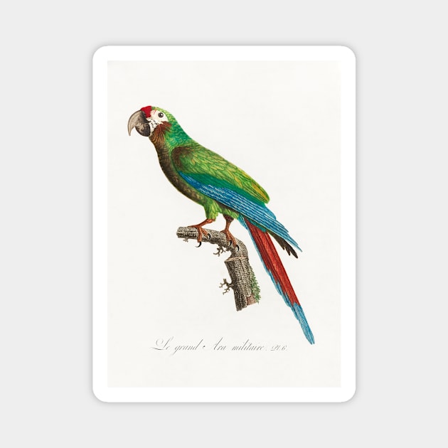 The Great Military Macaw, Ara ambiguus from Natural History of Parrots (1801—1805) by Francois Levaillant. Magnet by Elala