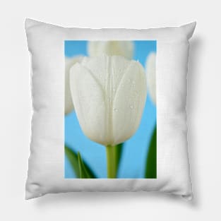 Tulipa  &#39;Royal Virgin&#39; Triumph Tulip Pillow