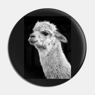 Adorable Alpaca on Black Pin