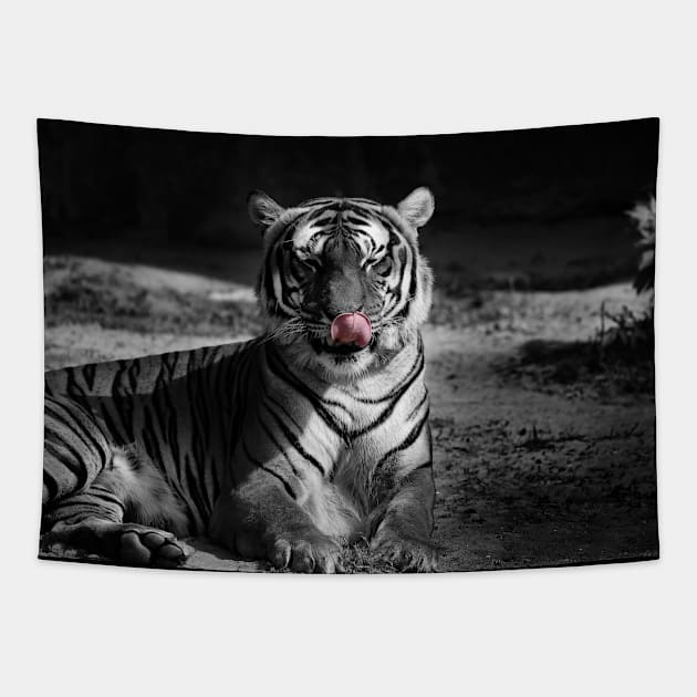 tiger, black and white Tapestry by hottehue