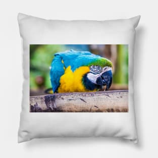 Macaw Pillow