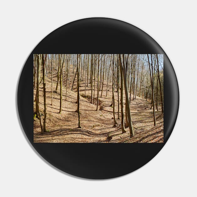 Landscape with beech forest on springtime Pin by naturalis